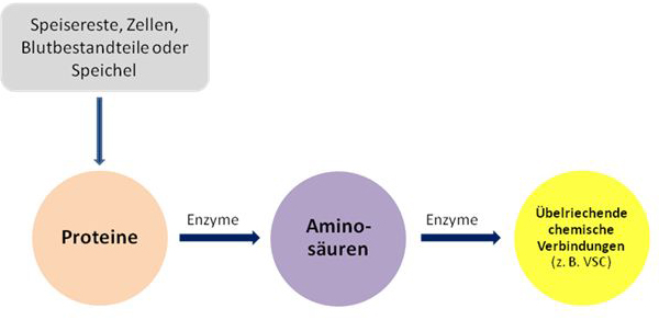 Entstehung von Mundgeruch/Halitosis